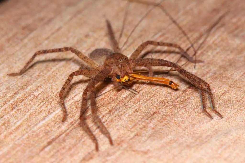 Huntsman capturing prey