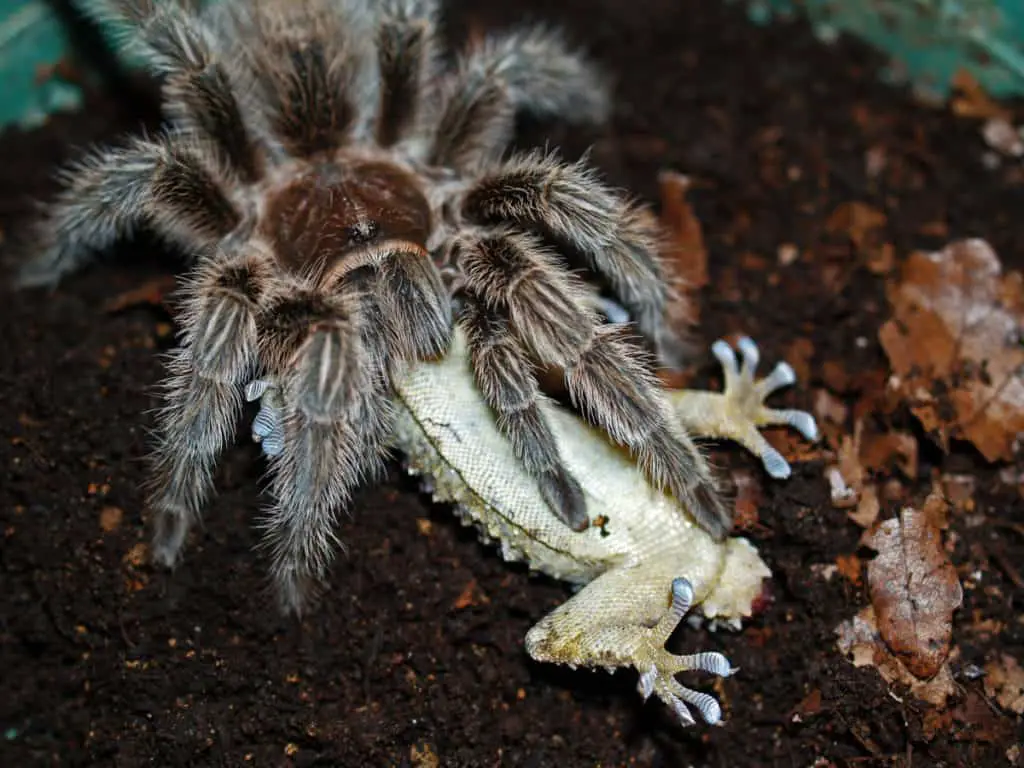 Chilean Rose Tarantula