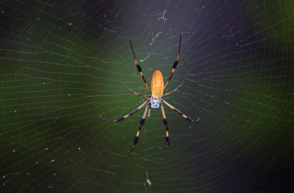 Golden Orb Weaver Spider