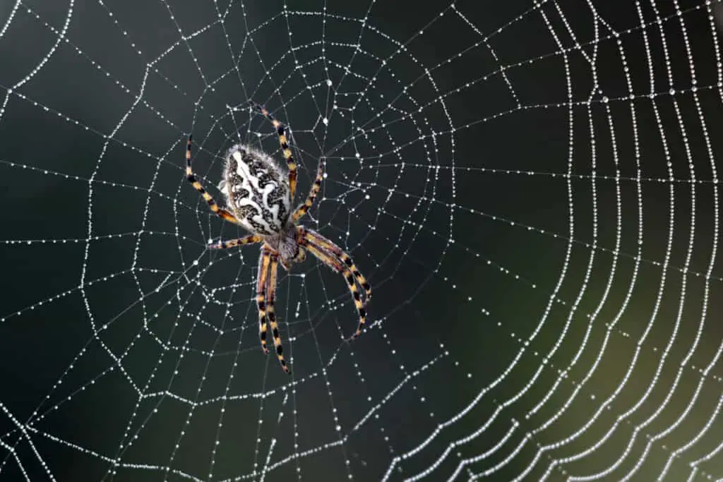 What Do Spiders Eat? (Their Fascinating Diets Revealed) WhatBugIsThat