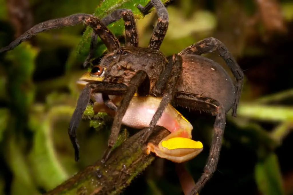 Tarantula Spider Eats Frog