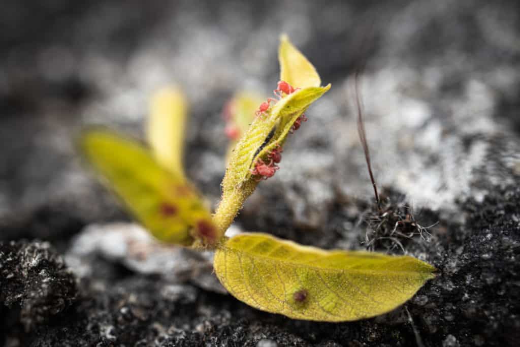 Clover mites on a leaf