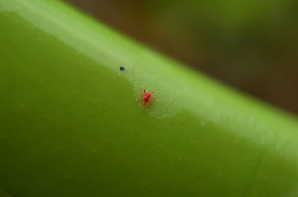 Chigger Macro Shot