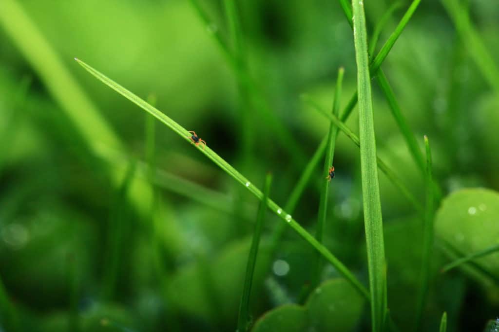 Clover mites climbing and feed on grass