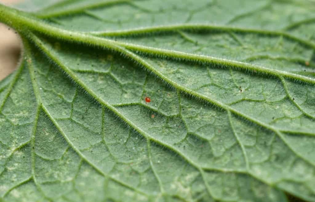 Phytoseiulus Persimilis Predatory Mite