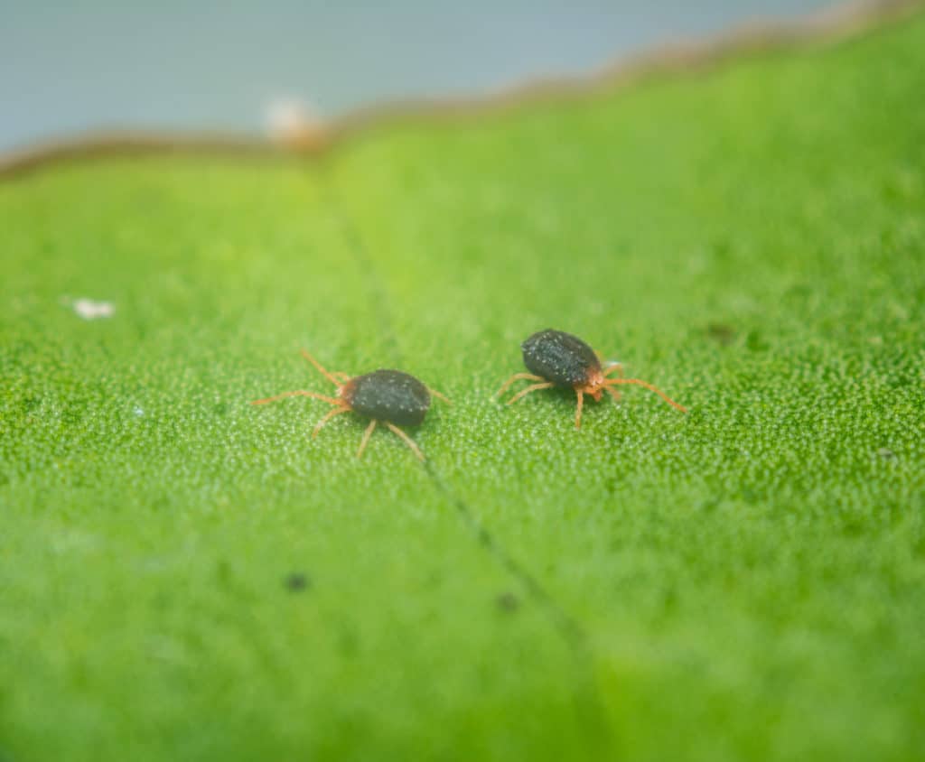 A couple of adult clover mites on a leaf