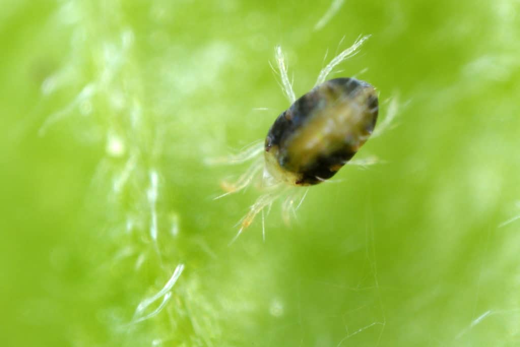Close up of s two spotted spider mite