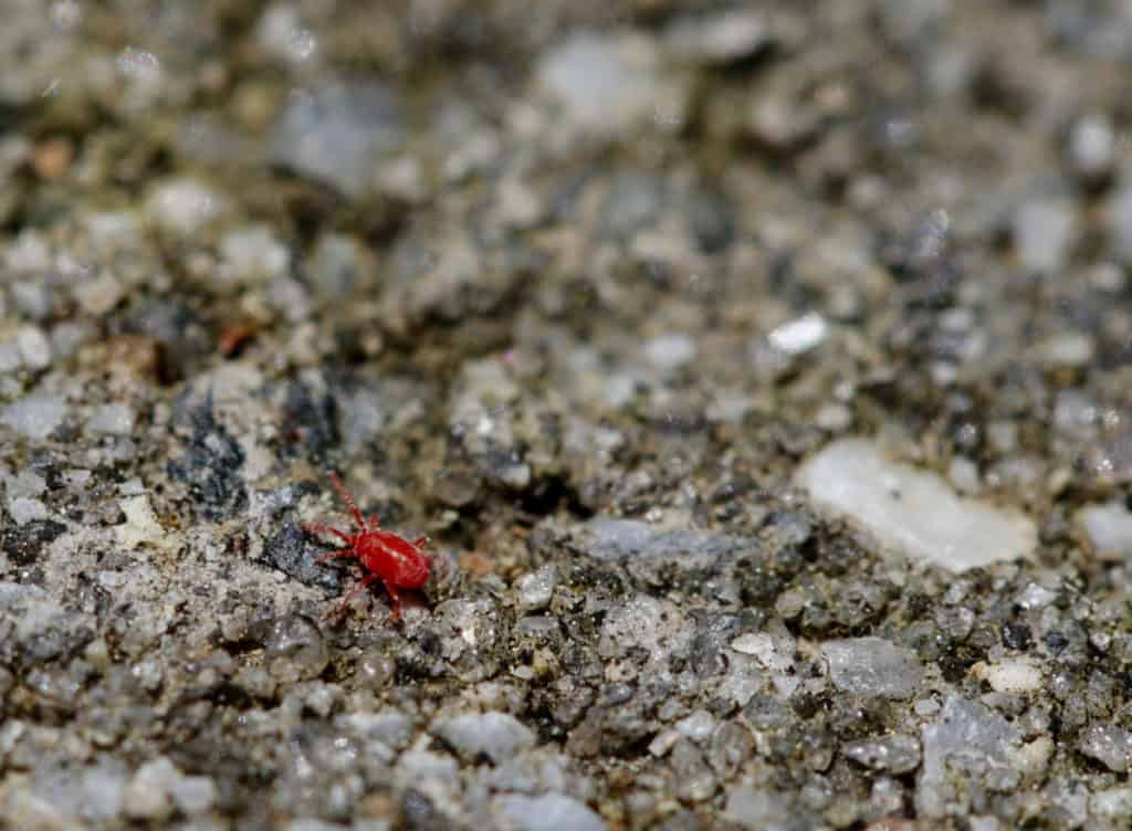 Clover mites crawling on the gravel