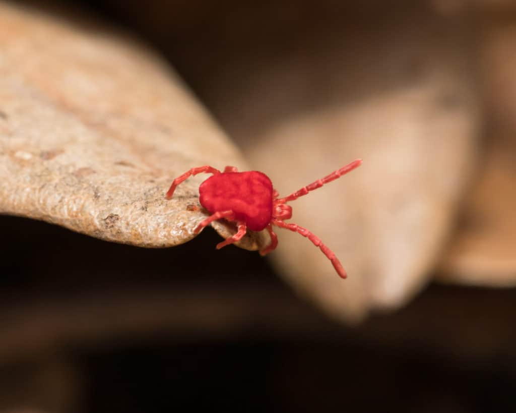 Clover Mite