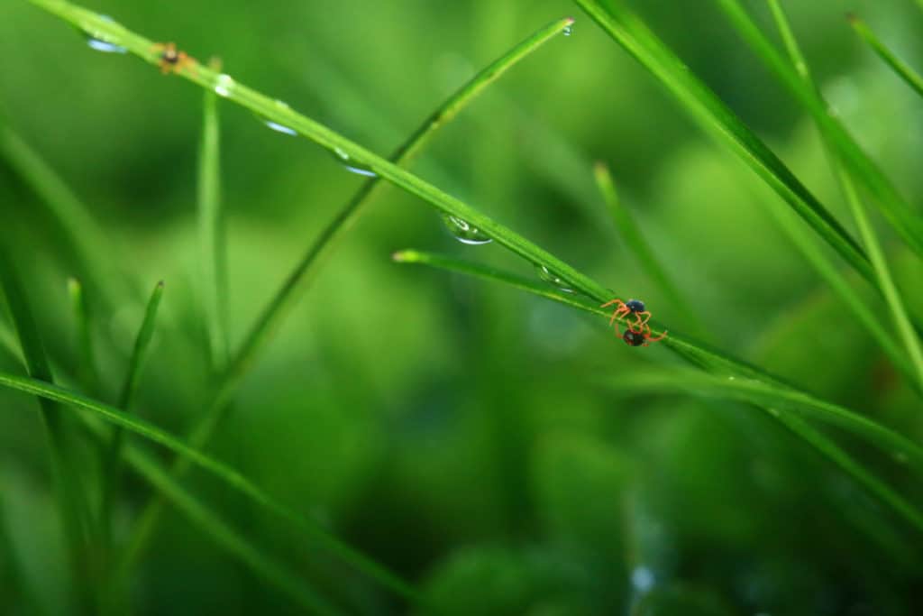 Clover mites feeding on grass