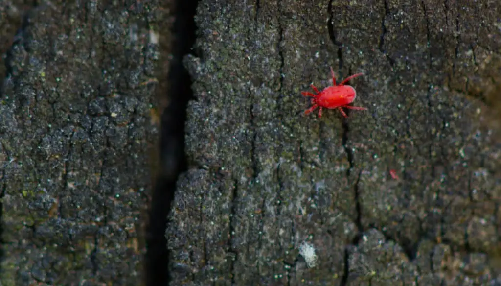 Clover Mite on the bark of a tree