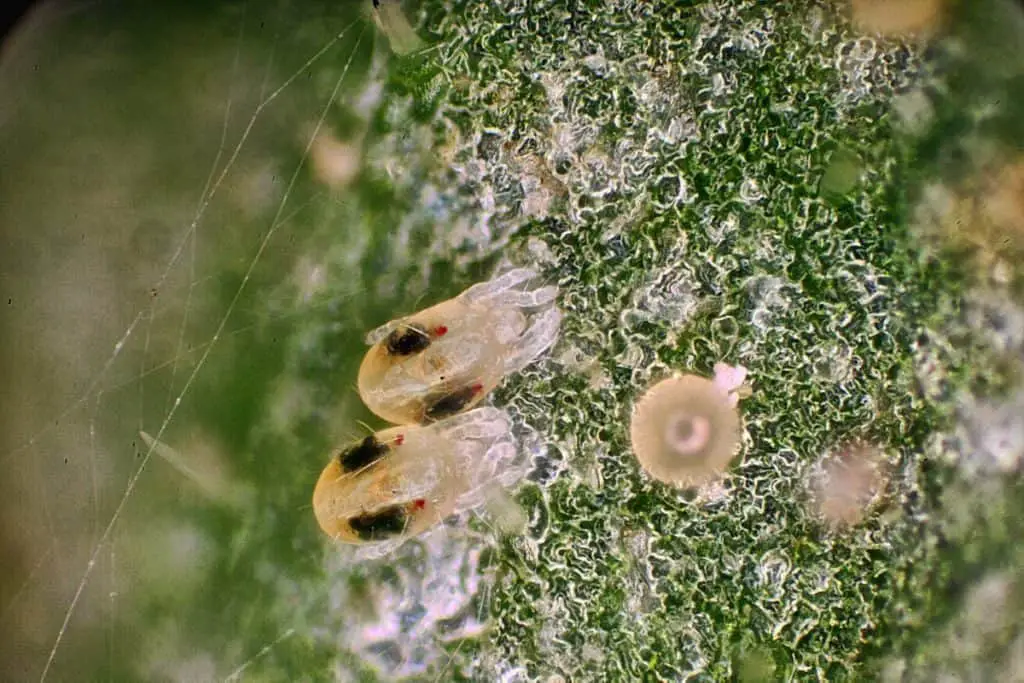 Two spot spider mites