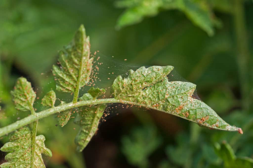 Spider mite infestation