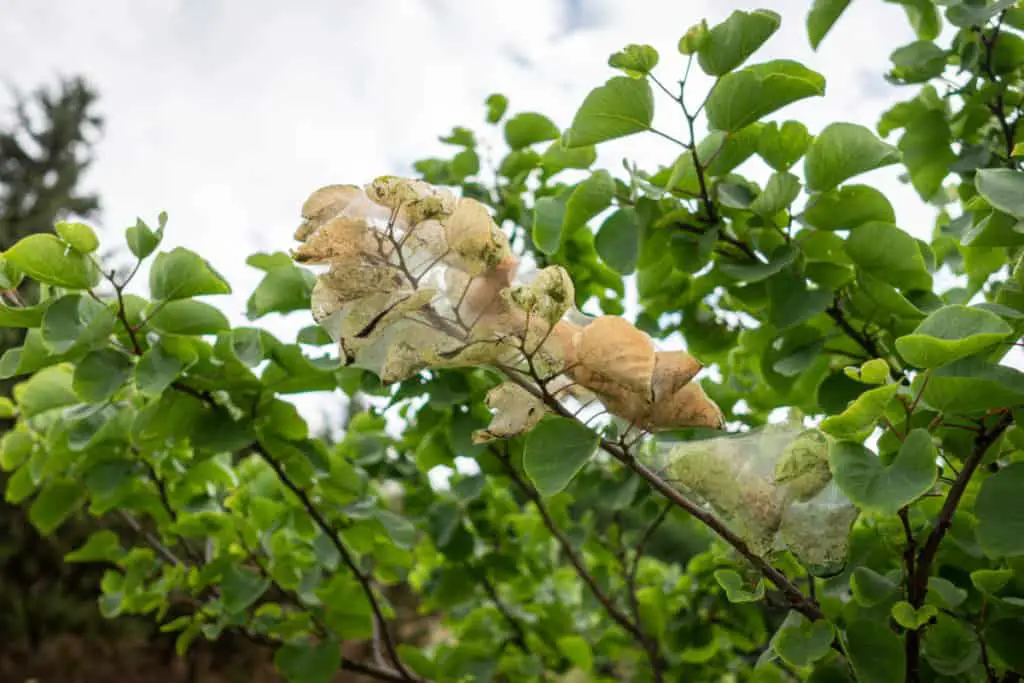 Leaves of a tree effected by spider mites