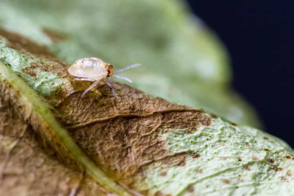 Spider mite on leave