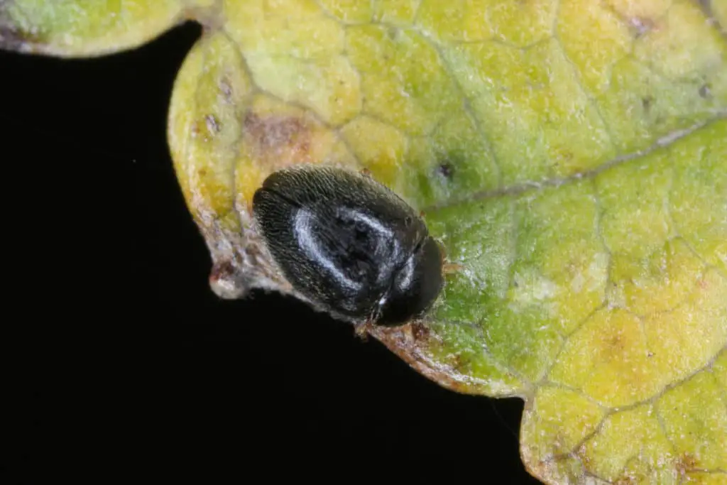 The mite destroying Stethorus Punctillum