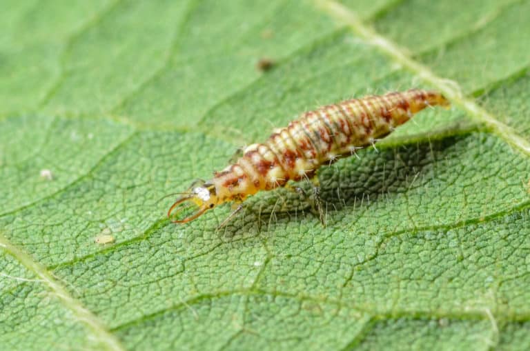 what bugs eat spider mites
