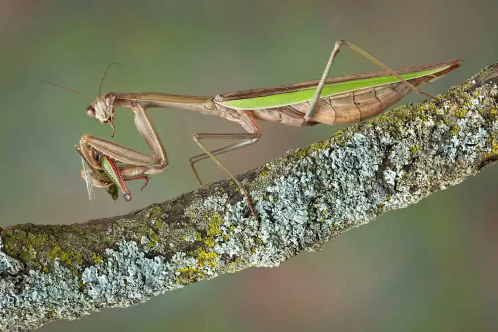 Praying mantis eating their prey