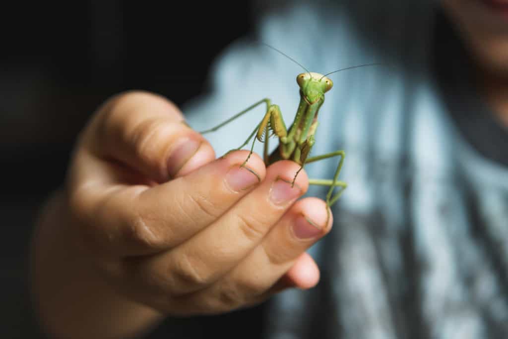 Praying mantis on a human hand