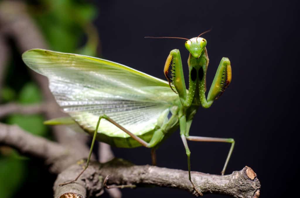 Praying Mantis Defensive Dance