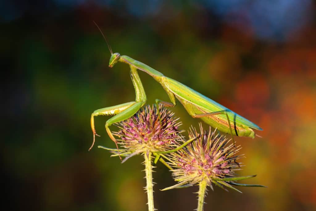 European Mantis