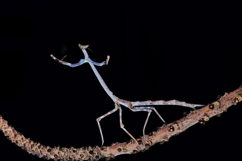 The Giant African Stick Mantis