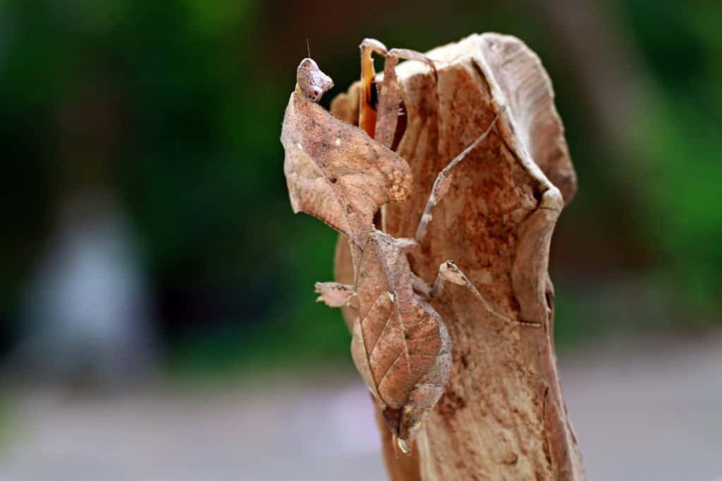 The Dead Leaf Mantis