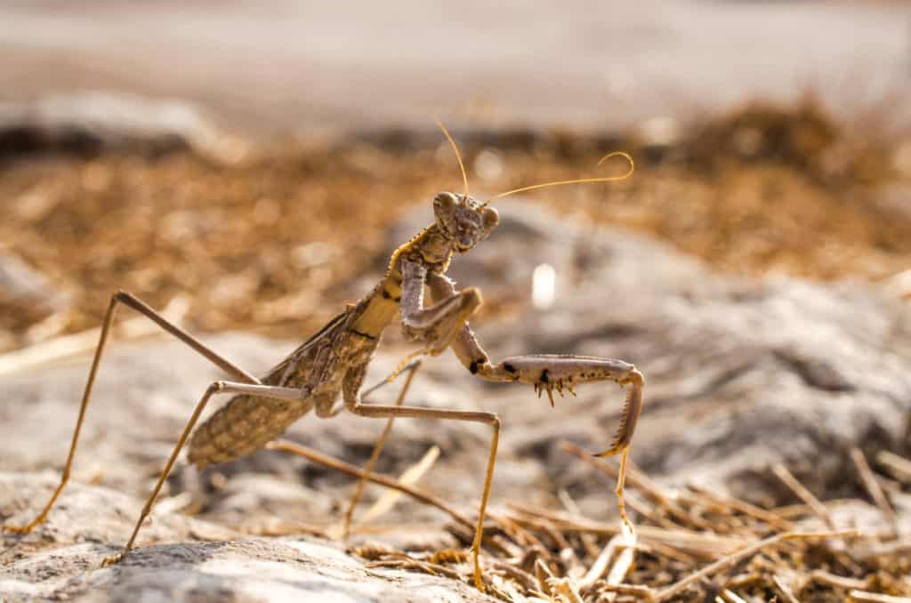 European Mantis Religiosa