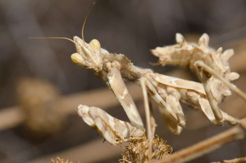 The Devils Flower Mantis