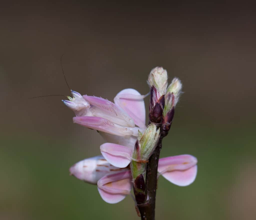 Orchid Mantis in a flower