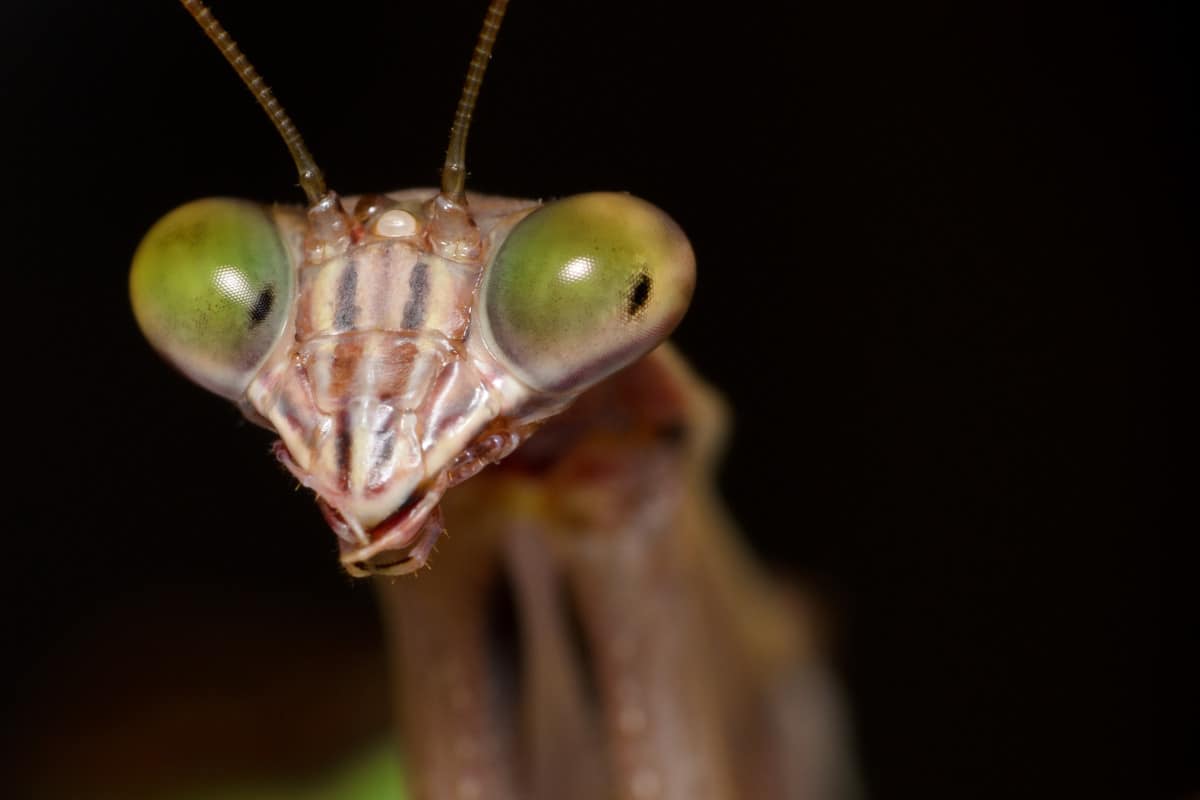 Do Praying Mantis Bite?
