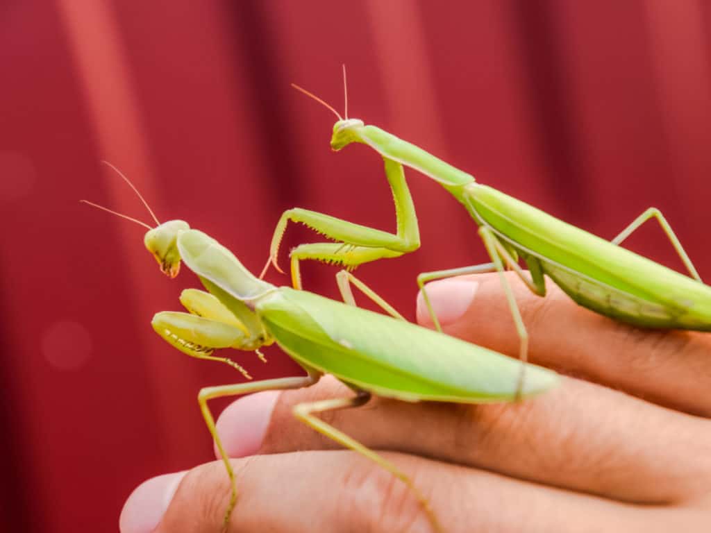 Person holding two praying mantis