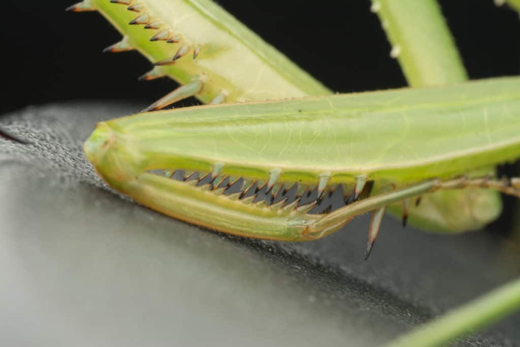 Close up of front legs of a praying mantis