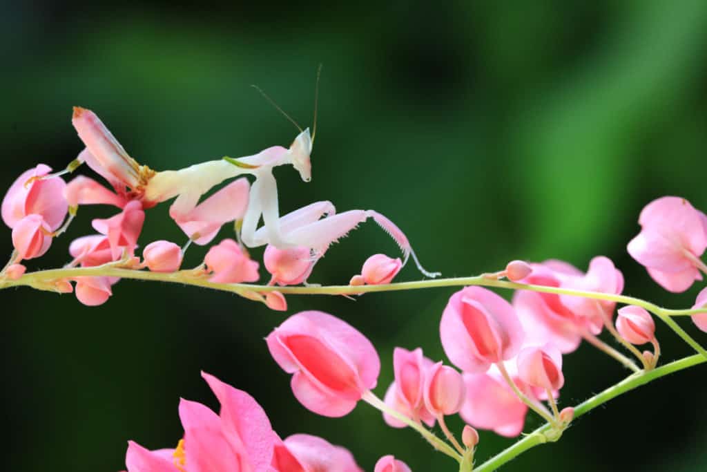 Orchid Mantis on a branch