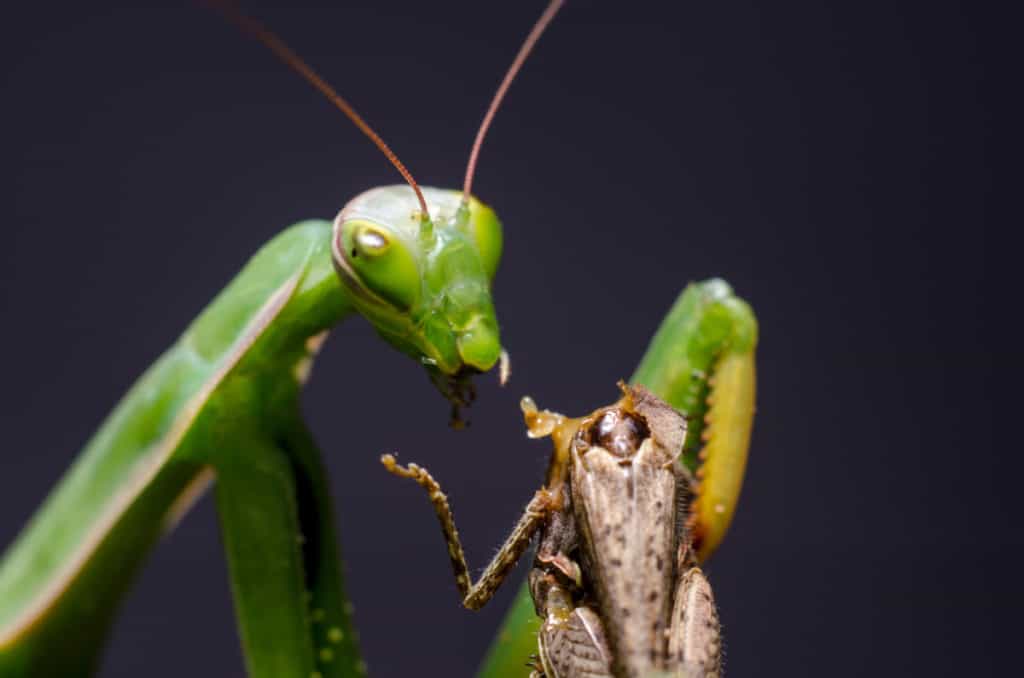 Praying mantis tearing the head off a grasshopper