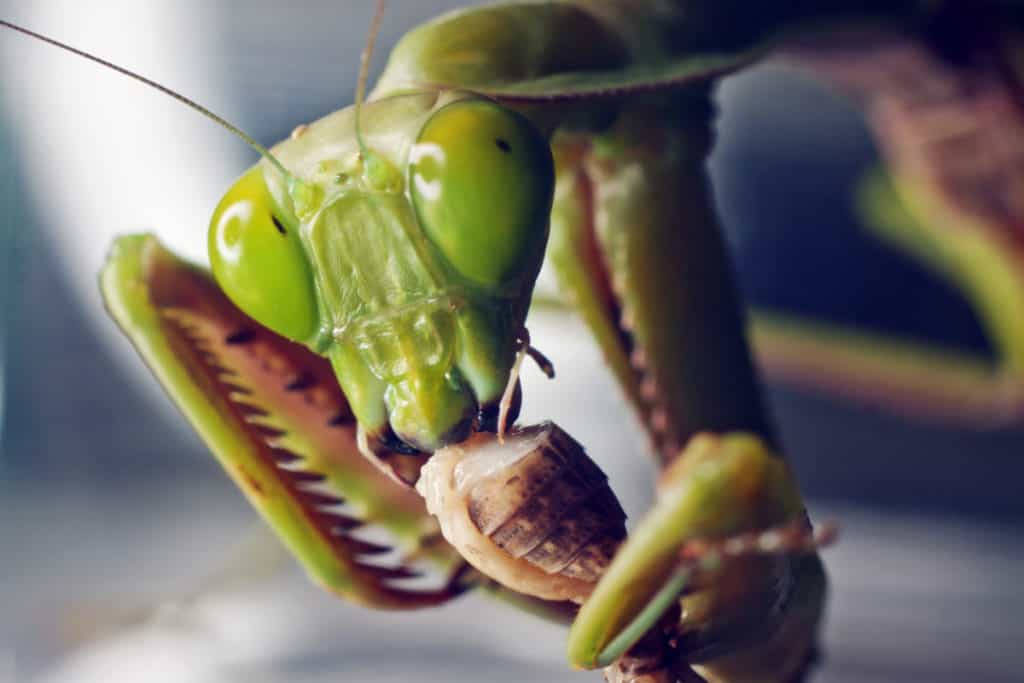 Macro shot of praying mantis feeding