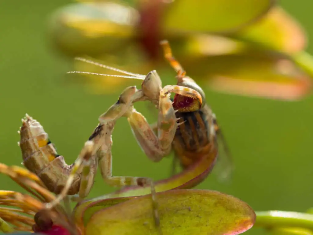 Nymph praying mantis eating a fly 