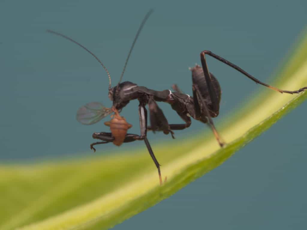 Nymph mantis eating an aphid