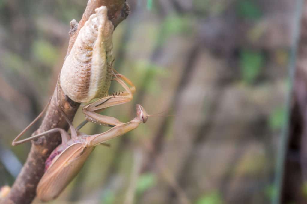 Praying Mantis Guarding her eggs