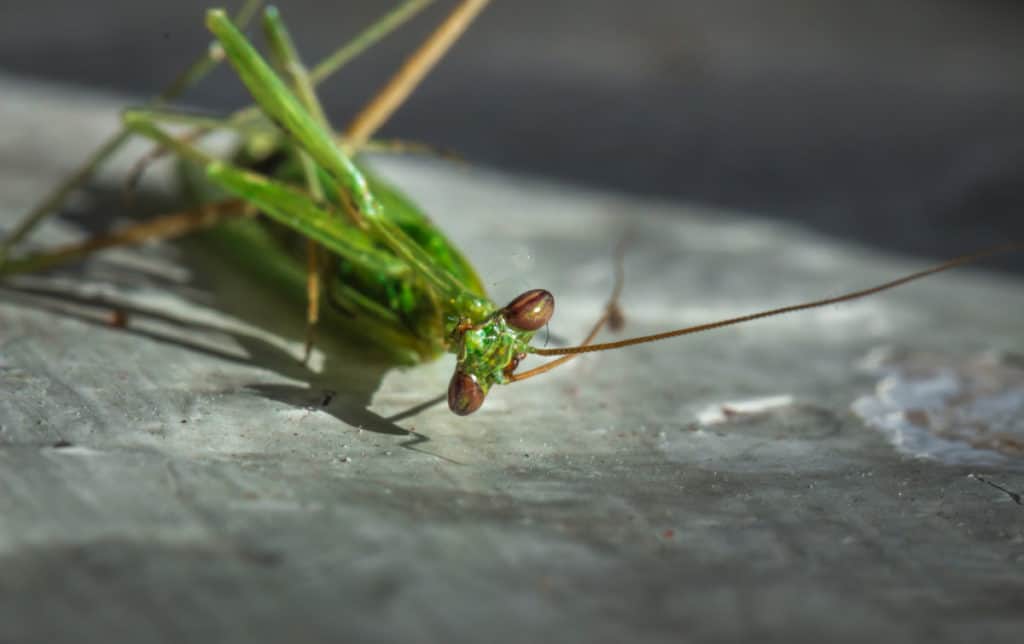 Do Praying Mantis Die After Laying Eggs? WhatBugIsThat