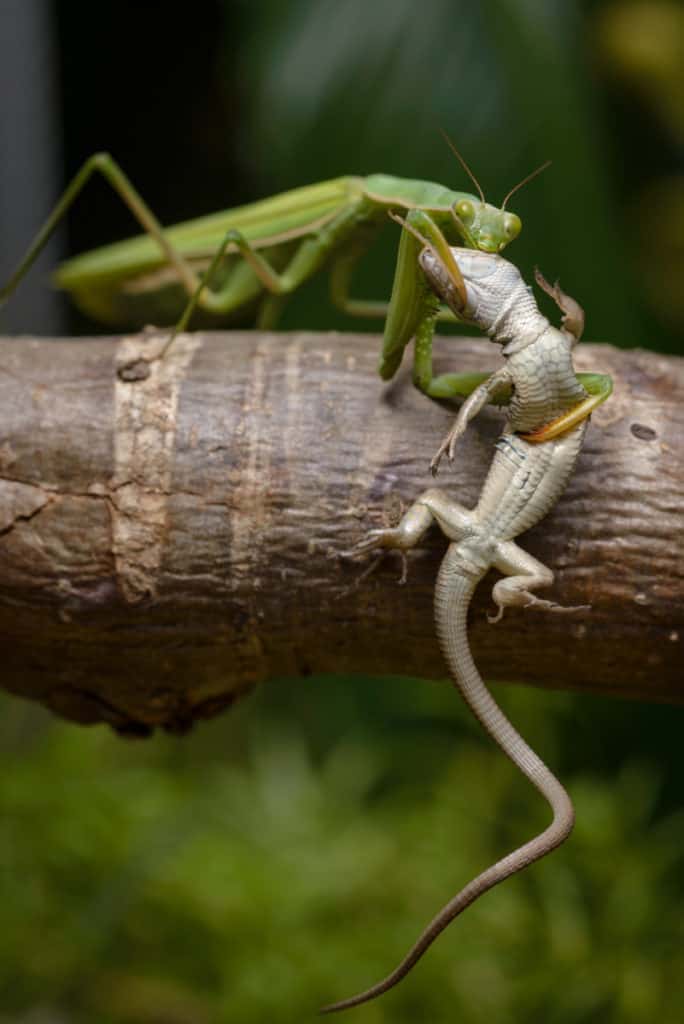 Praying mantis eating a lizard