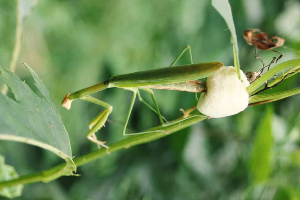 Praying mantis laying eggs