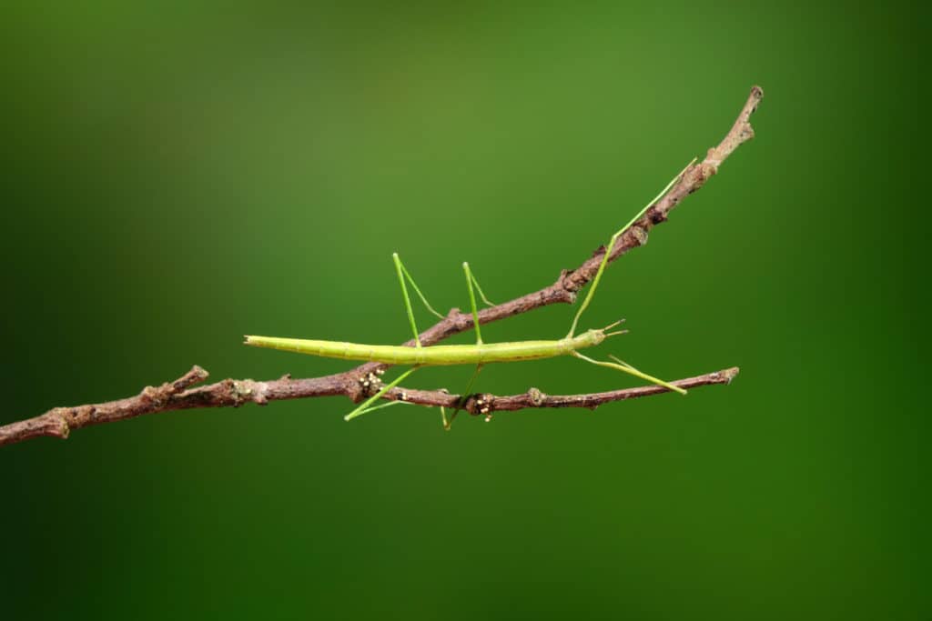 Stick bug on a branch