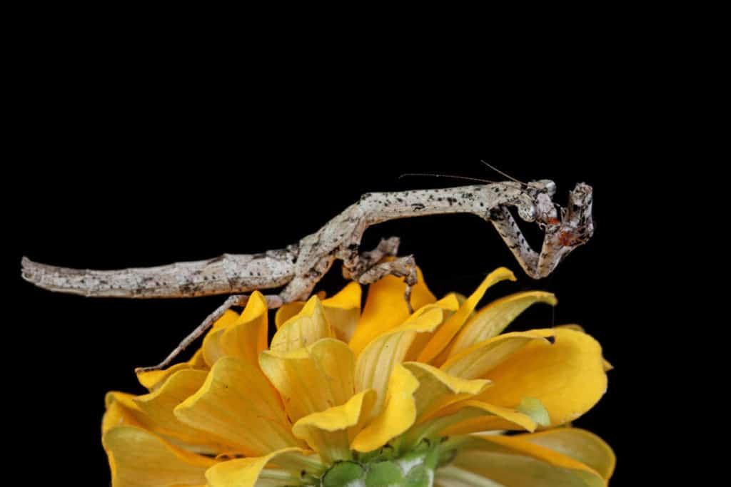 Praying Mantis on a flower