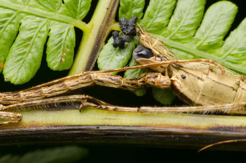 Stick bug laying some eggs