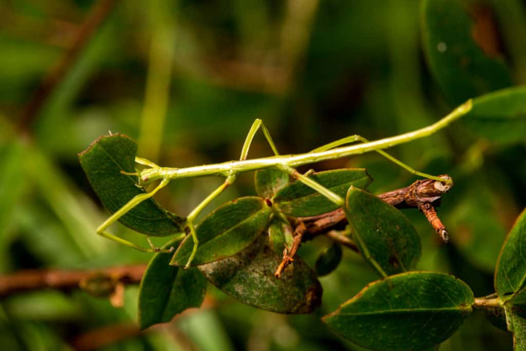 Praying Mantis Vs Stick Bug. Are They The Same Thing? WhatBugIsThat