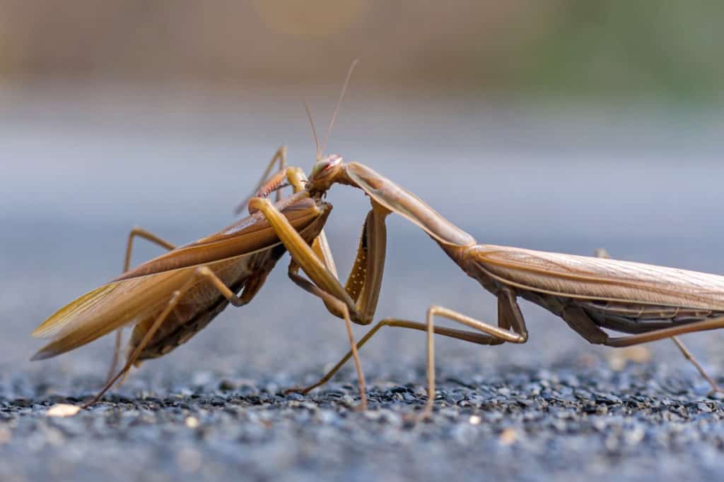 Female Praying Mantis eating Male Praying Mantis