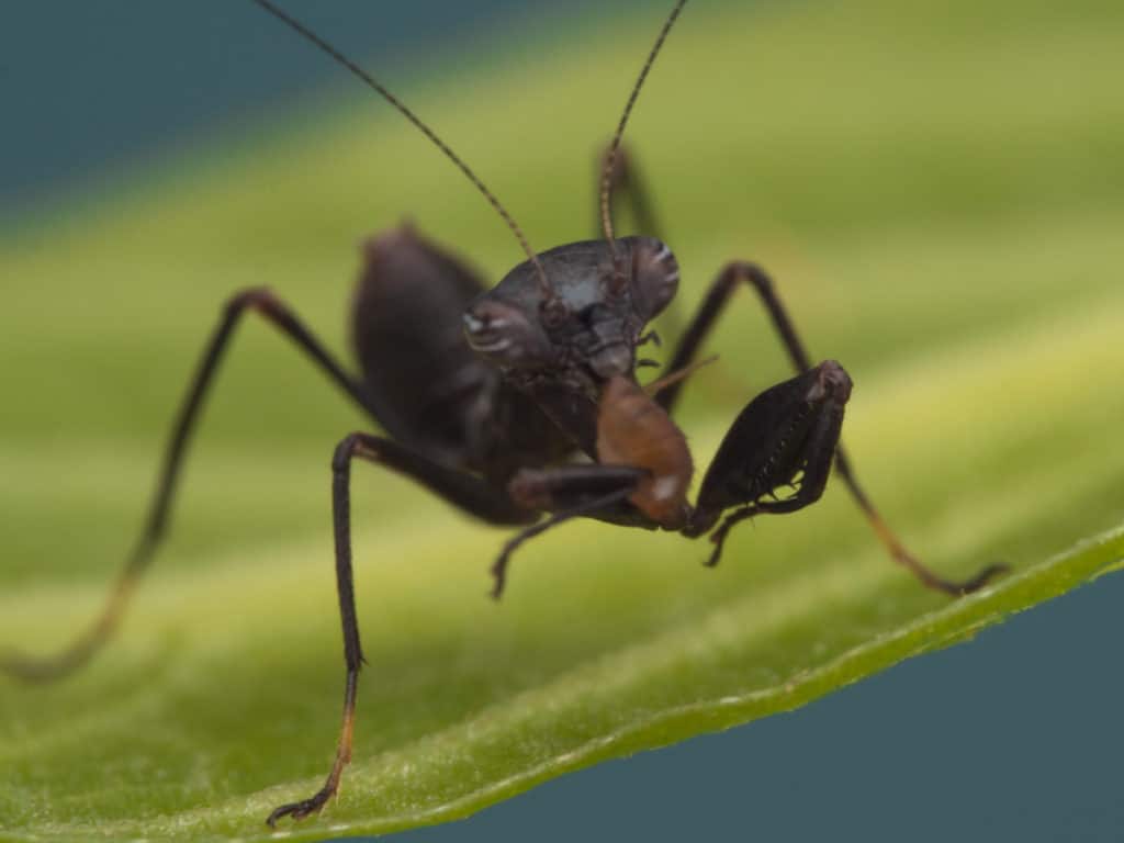 Nymph Mantis feeding on an aphid