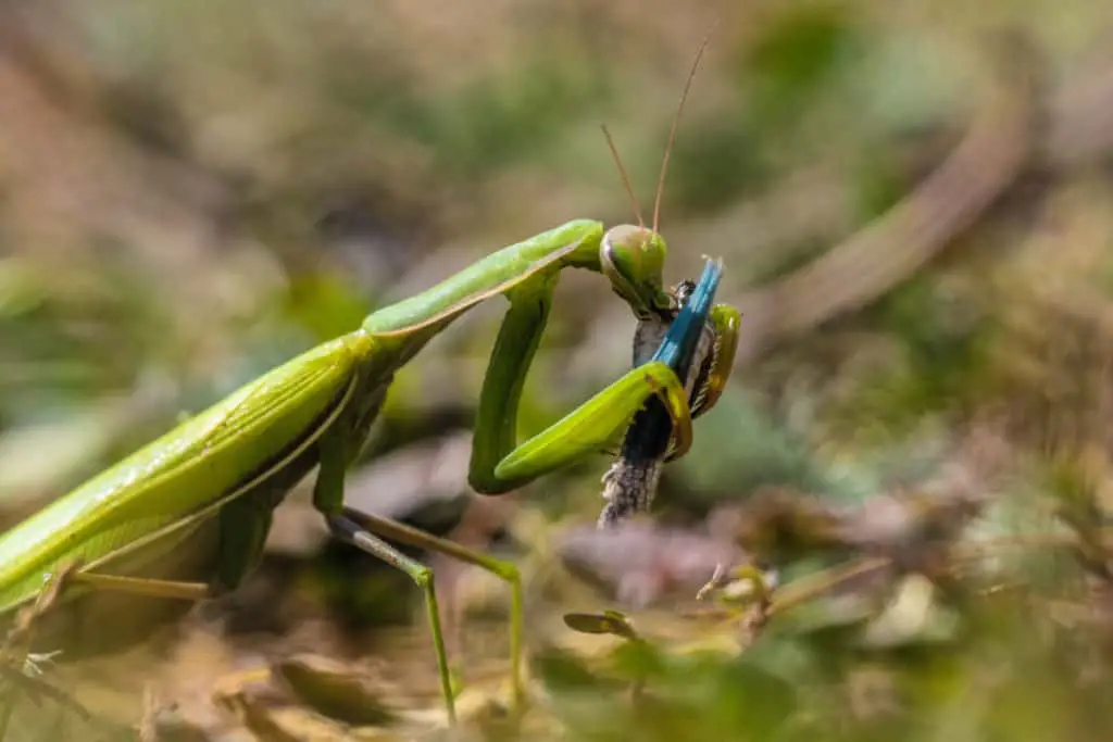 Praying mantis capturing prey