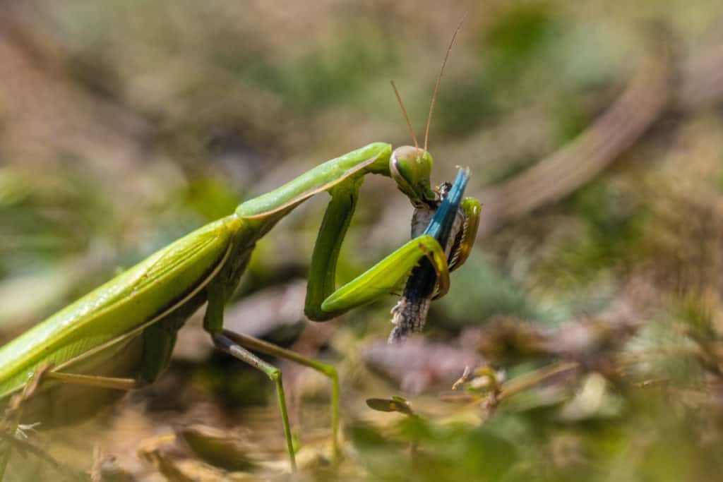 Praying mantis capturing prey